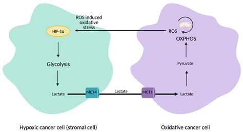 Cells Free Full Text Mechanisms Of Metabolic Reprogramming In