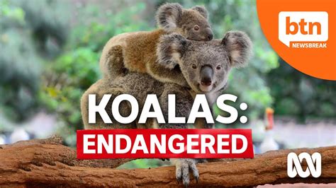 Koalas Now Listed As Endangered In Nsw Queensland Act Youtube