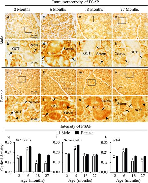 Immunohistochemical Analysis Of The Expression And Localization Of