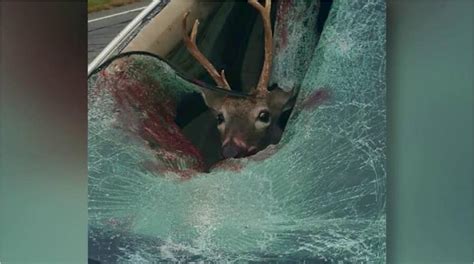 Deer Smashes Through Windshield Of Moving Car Lands In Passenger Seat