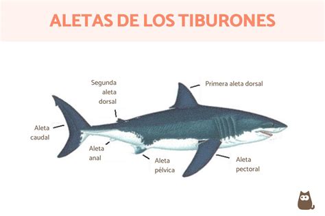 Cuántas aletas tiene un tiburón Cinco