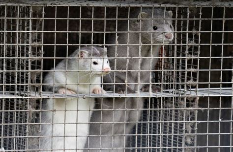 Animal welfare organisations call for the permanent closure of fur ...