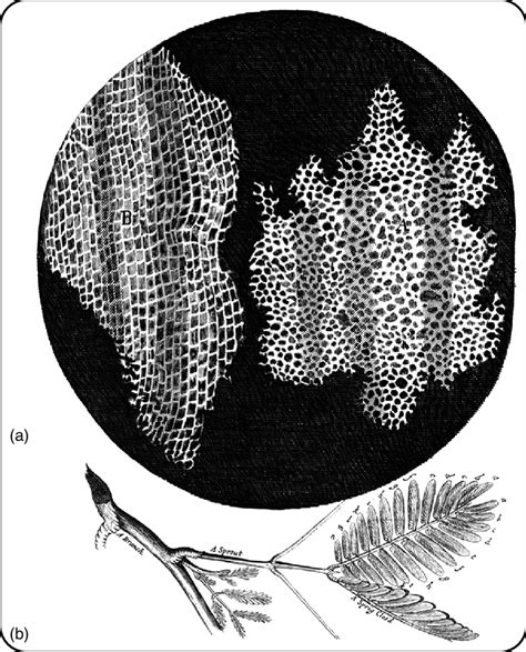 Drawing Of Cork Of Cork Oak Quercus Suber L By Robert Hook