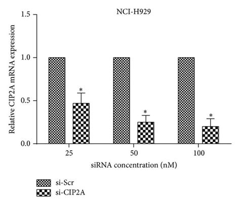 Cip2a Expression Following Cip2a Knockdown A And B Cip2a Mrna