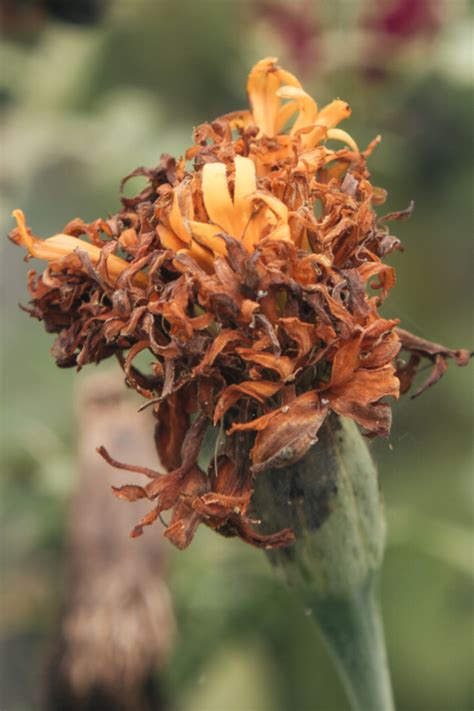 How To Keep Marigolds Blooming All Summer 4 Secrets To Big Blooms