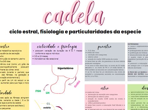 MAPA MENTAL CICLO ESTRAL DA CADELA Anna Ruth Palmeira Hotmart