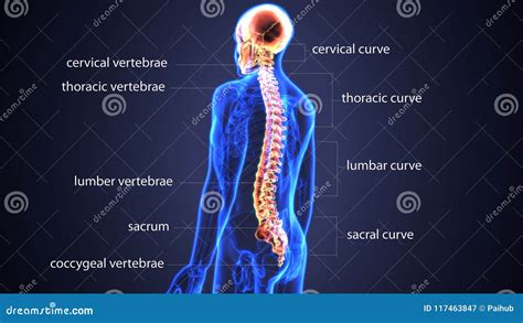 Skull With Spinal Cord Stock Photography Cartoondealer