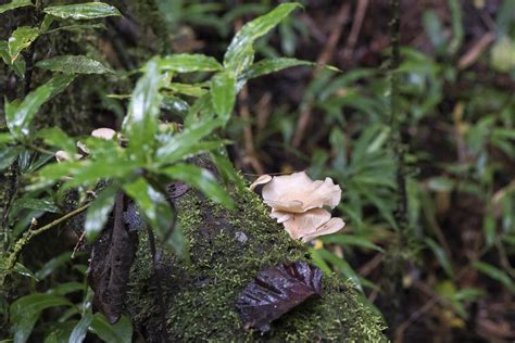 Parc De Ranomafana Madagascar Norbert Leroy Flickr