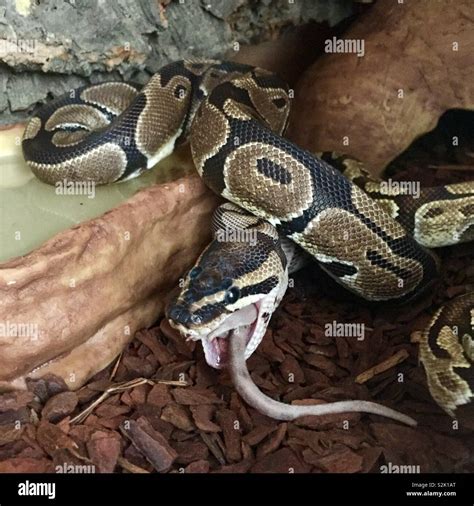 Python eating hi-res stock photography and images - Alamy