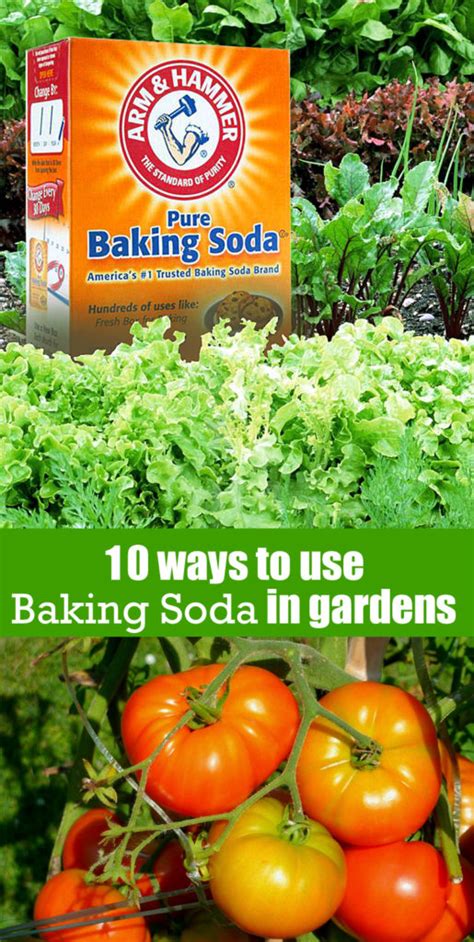 10 Ways To Use Baking Soda In Gardens Using Baking Soda For Plants