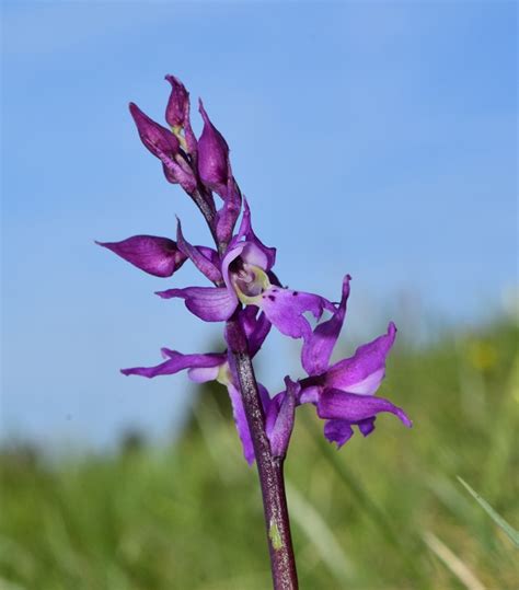 Orchis Mascula Subsp Speciosa Mutel Hegi Orchidee Veneto Anno