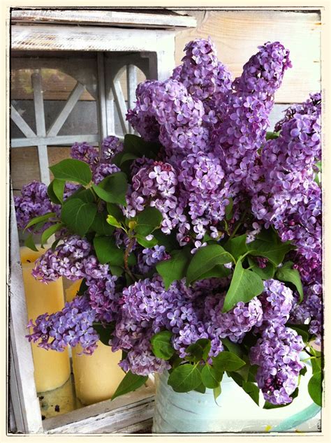 El Cultivo De La Maceta De Lilas Consejos Para Mi Huerto Beautiful