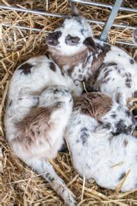 Katahdin Breeding Sheep | Phillips Family Farmstead