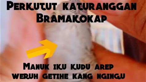 Misteri Perkutut Katuranggan Bramakokap Youtube