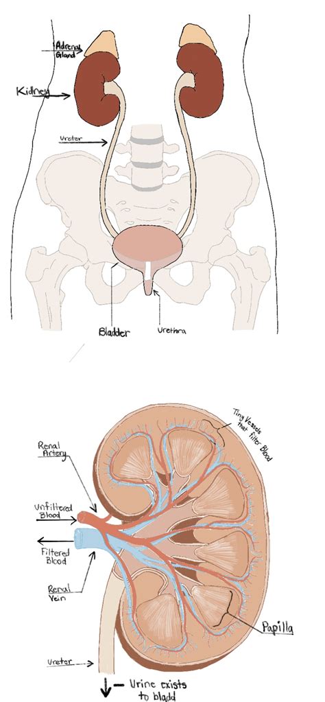 The Function Of The Kidneys Human Steam