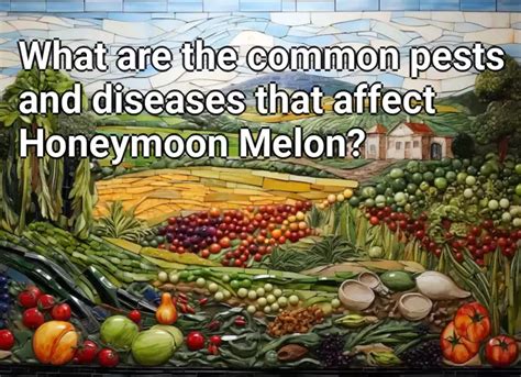 What Are The Common Pests And Diseases That Affect Honeymoon Melon Agriculture Gov Capital