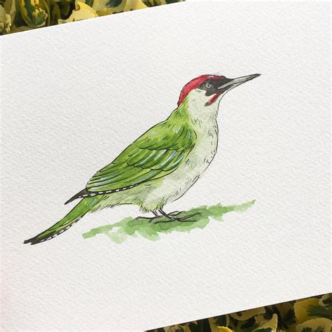 ellie hooi illustration atelliehooiillustration instagram