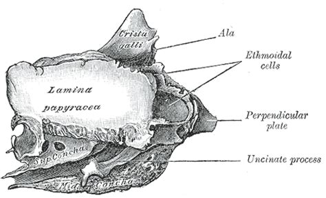 Ethmoid Bone Wikidoc