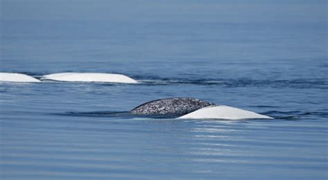 Narwhal Baleines En Direct