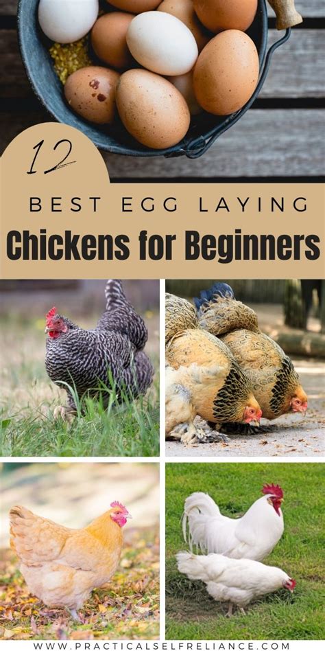 12 Best Egg Laying Chickens For Beginners In 2023 Laying Chickens