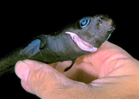 Smallest Shark In The World Ever Caught