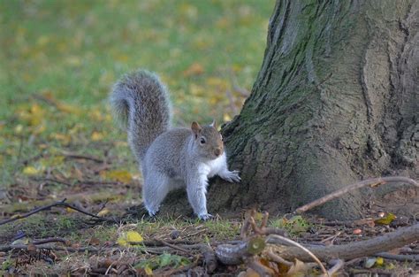 Corringham Town Park 2 Thurrock Essex Bill Robinson Flickr