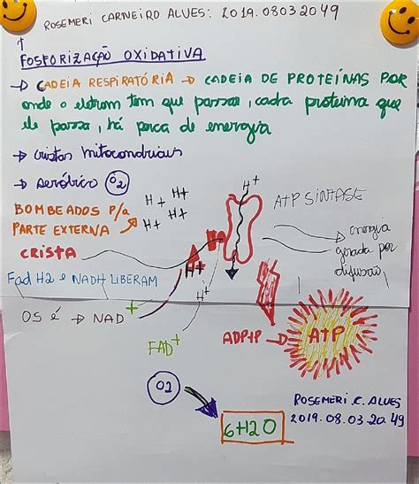 Cadeia Respiratoria Mapa Mental Revoeduca