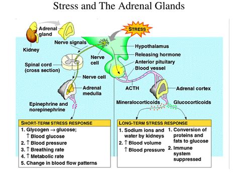 Ppt Epinephrine Glands Powerpoint Presentation Free Download Id