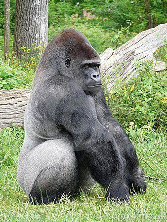 The Silver Back Gorilla Facts Images Photos