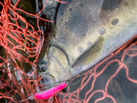 源流サバイバー相模の釣師 さんの 2022年07月20日のヤマメの釣り・釣果情報神奈川県 早川下流 アングラーズ 釣果360万