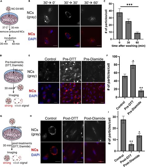 Redox Responsive Polyurethane Polyurea Nanoparticles Targeting To