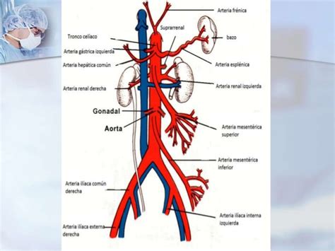 Irriga O E Drenagem Abdomem Anatomia Sist Mica