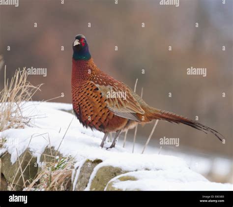 Pheasant Hi Res Stock Photography And Images Alamy