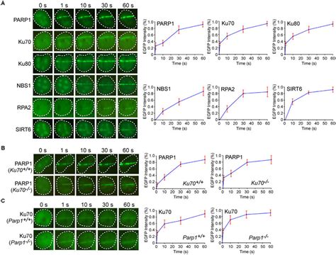 Recruitment Kinetics Of Potential Dna Damage Sensors A The