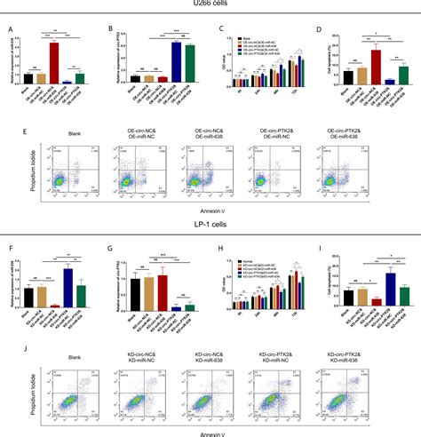 Frontiers Circular RNA Protein Tyrosine Kinase 2 Promotes Cell