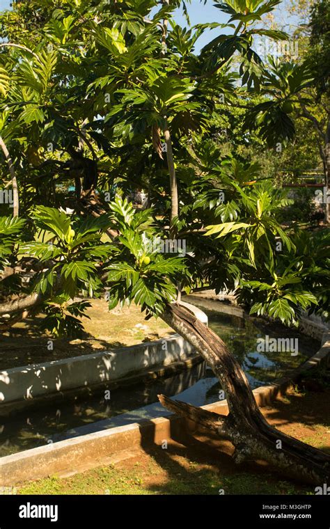 Breadfruit Trees With Young Fruit At Ocho Rios Jamaica West Indies