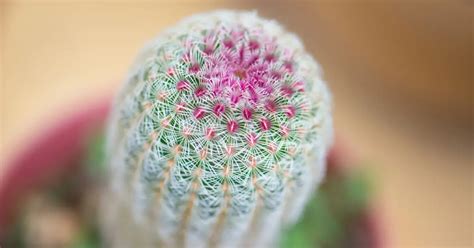 Echinocereus Rigidissimus Rainbow Hedgehog Cactus In Pots