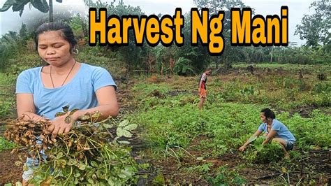 Harvest Ng Mani Raffytulfoinaction Youtube