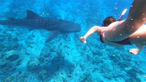 Lux Resort The Best All Inclusive To Spot Whale Sharks In The Maldives