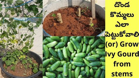 How To Grow Ivy Gourd From Stems దొండ కొమ్మలు ఎలా నాటుకోవాలి Stem