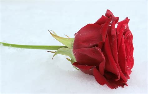 Rose Rouge Sur La Neige Photos Gratuites Fotomelia