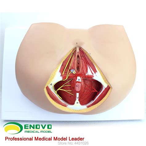 Enovj modèle d anatomie du nerf pelvien modèle périnée féminin