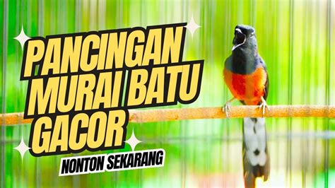 Murai Batu Gacor AMPUH Buat PANCINGAN Murai Batu Agar Bunyi JADIKAN