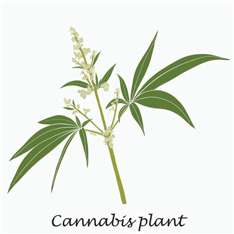 Simplicity cannabis plant freehand drawing flat design. 22743700 Vector ...