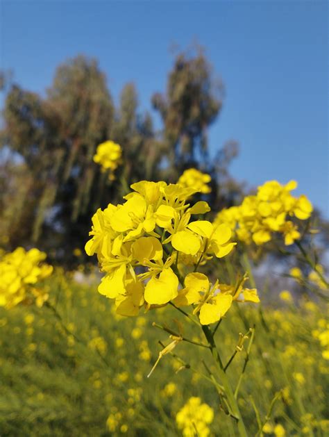 Fleurs Bloom Moutarde Sur Le Photo Gratuite Sur Pixabay Pixabay