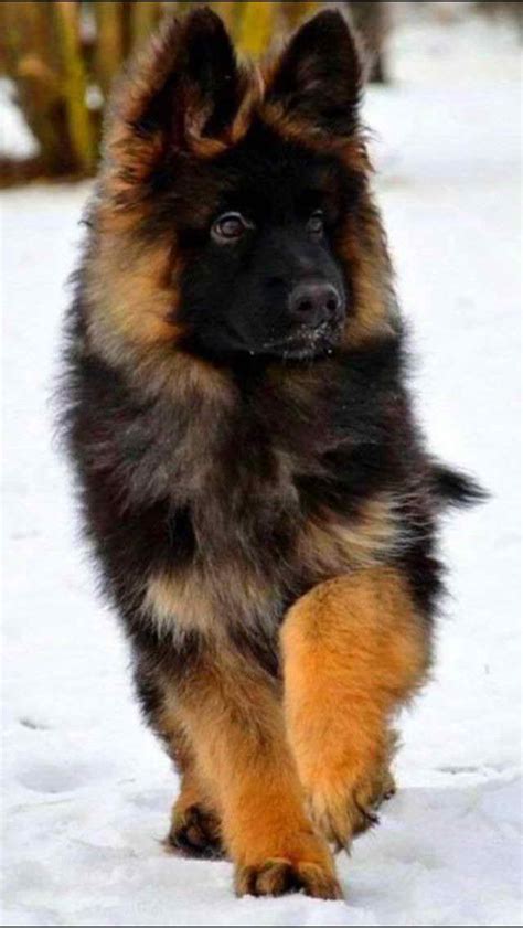 Long Hair German Shepherd Puppies | PETSIDI