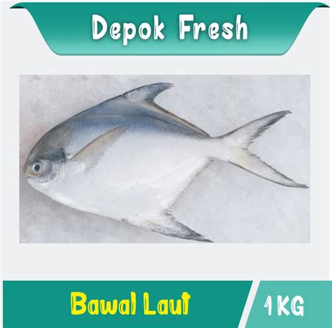 Jual Ikan Bawal Laut Putih Fresh Kg Kota Depok Depokfresh Tokopedia