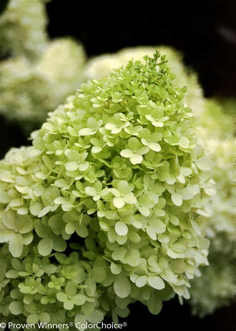 Limelight Panicle Hydrangea Hydrangea Paniculata Proven Winners