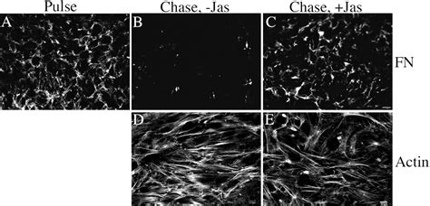 Fibronectin Polymerization Regulates The Composition And Stability Of