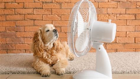 C Mo Saber Si Tu Perro Tiene Un Golpe De Calor S Ntomas Que Te Alertan